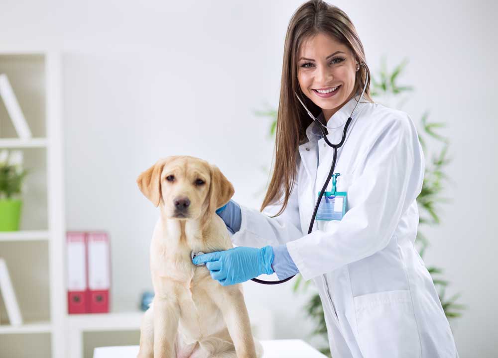 pets-and-pet-care